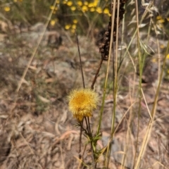 Xerochrysum viscosum at Isaacs, ACT - 27 Dec 2022 11:27 AM