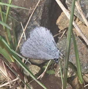 Candalides heathi at Cotter River, ACT - 6 Dec 2022 10:34 AM