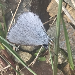 Candalides heathi at Cotter River, ACT - 6 Dec 2022 10:34 AM