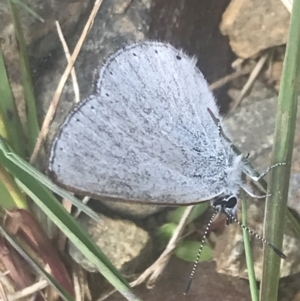 Candalides heathi at Cotter River, ACT - 6 Dec 2022 10:34 AM