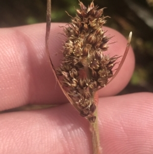 Luzula alpestris at Cotter River, ACT - 6 Dec 2022 10:25 AM