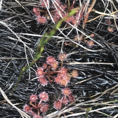 Drosera peltata (Shield Sundew) at Cotter River, ACT - 5 Dec 2022 by Tapirlord