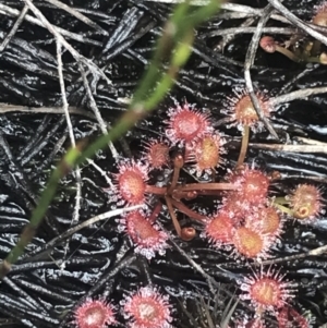 Drosera peltata at Cotter River, ACT - 6 Dec 2022