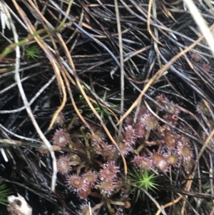 Drosera peltata at Cotter River, ACT - 6 Dec 2022