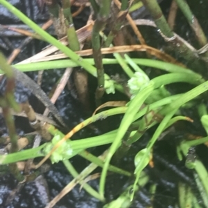 Isolepis gaudichaudiana at Cotter River, ACT - 6 Dec 2022 10:22 AM