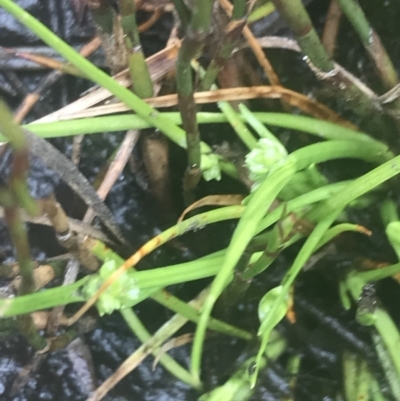 Isolepis gaudichaudiana (Benambra Club-sedge) at Cotter River, ACT - 6 Dec 2022 by Tapirlord