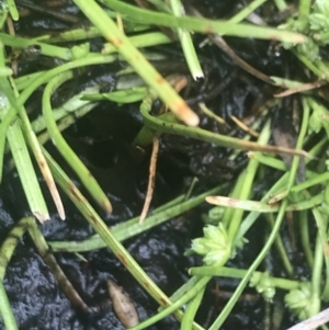 Isolepis gaudichaudiana at Cotter River, ACT - 6 Dec 2022