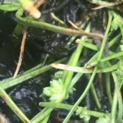 Isolepis gaudichaudiana at Cotter River, ACT - 6 Dec 2022