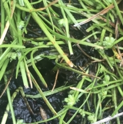 Isolepis gaudichaudiana at Cotter River, ACT - 6 Dec 2022