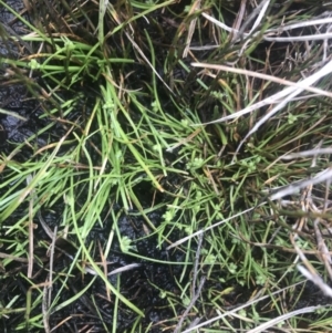 Isolepis gaudichaudiana at Cotter River, ACT - 6 Dec 2022