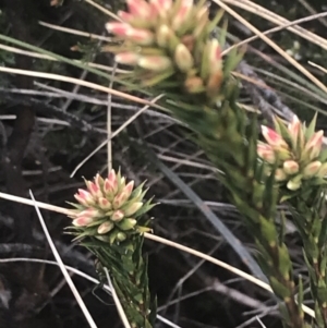 Epacris paludosa at Cotter River, ACT - 6 Dec 2022