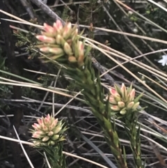 Epacris paludosa at Cotter River, ACT - 6 Dec 2022