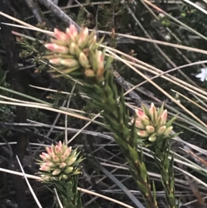 Epacris paludosa at Cotter River, ACT - 6 Dec 2022