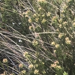 Epacris paludosa at Cotter River, ACT - 6 Dec 2022