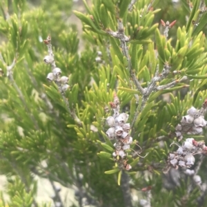 Callistemon pityoides at Cotter River, ACT - 6 Dec 2022