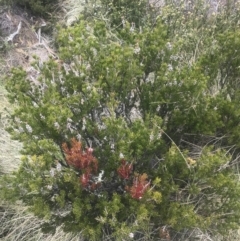 Callistemon pityoides at Cotter River, ACT - 6 Dec 2022