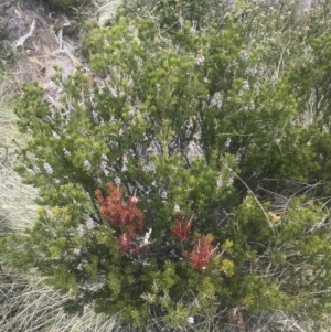 Callistemon pityoides at Cotter River, ACT - 6 Dec 2022