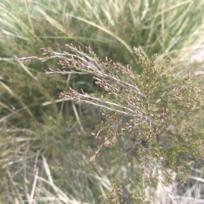 Baeckea gunniana (Alpine Baeckea) at Cotter River, ACT - 5 Dec 2022 by Tapirlord