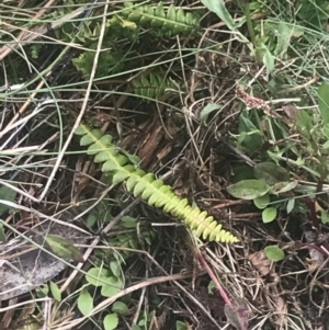 Blechnum penna-marina subsp. alpina at Cotter River, ACT - 6 Dec 2022