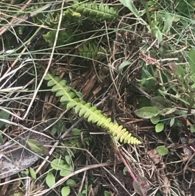 Blechnum penna-marina subsp. alpina (Alpine Water Fern) at Cotter River, ACT - 5 Dec 2022 by Tapirlord