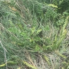 Blechnum penna-marina subsp. alpina at Cotter River, ACT - 6 Dec 2022