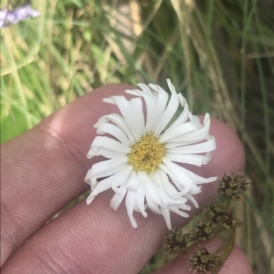 Brachyscome decipiens (Field Daisy) at Cotter River, ACT - 5 Dec 2022 by Tapirlord