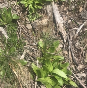 Podolepis robusta at Cotter River, ACT - 6 Dec 2022