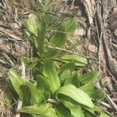 Podolepis robusta at Cotter River, ACT - 6 Dec 2022