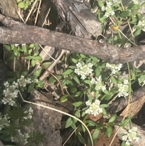 Poranthera microphylla at Cotter River, ACT - 6 Dec 2022