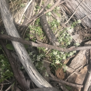 Poranthera microphylla at Cotter River, ACT - 6 Dec 2022