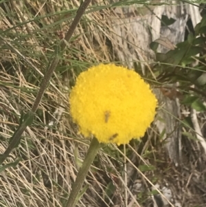 Craspedia aurantia var. jamesii at Cotter River, ACT - 6 Dec 2022