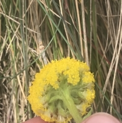 Craspedia aurantia var. jamesii at Cotter River, ACT - 6 Dec 2022