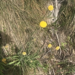 Craspedia aurantia var. jamesii at Cotter River, ACT - 6 Dec 2022