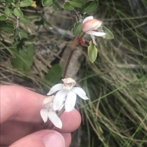 Caladenia alpina at Cotter River, ACT - 6 Dec 2022