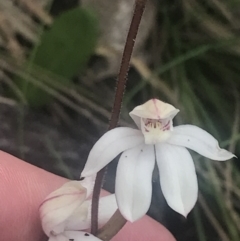 Caladenia alpina at Cotter River, ACT - 6 Dec 2022