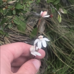 Caladenia alpina at Cotter River, ACT - 6 Dec 2022