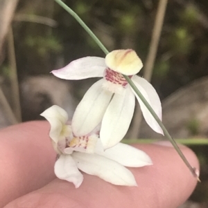 Caladenia alpina at Cotter River, ACT - suppressed