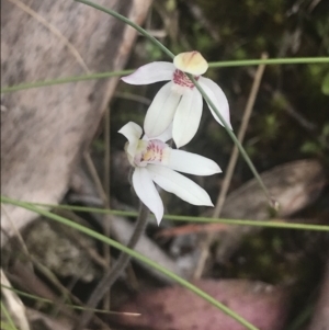 Caladenia alpina at Cotter River, ACT - suppressed