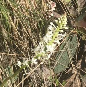 Stackhousia monogyna at Cotter River, ACT - 6 Dec 2022