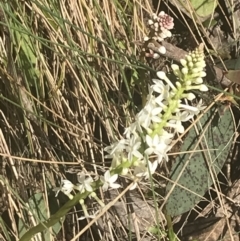 Stackhousia monogyna at Cotter River, ACT - 6 Dec 2022