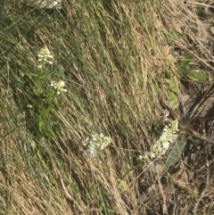 Stackhousia monogyna at Cotter River, ACT - 6 Dec 2022