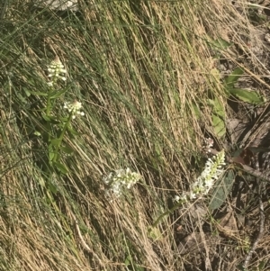 Stackhousia monogyna at Cotter River, ACT - 6 Dec 2022