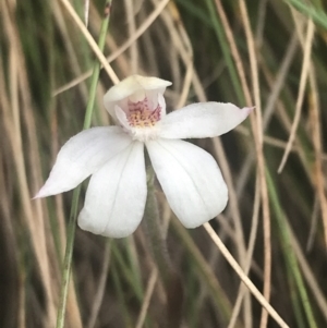 Caladenia alpina at Cotter River, ACT - 6 Dec 2022