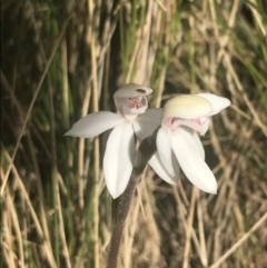 Caladenia alpina at Cotter River, ACT - 6 Dec 2022