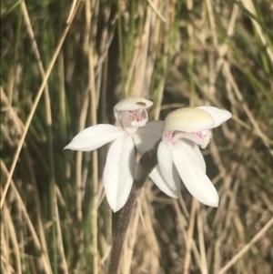 Caladenia alpina at Cotter River, ACT - 6 Dec 2022