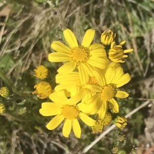 Senecio pinnatifolius var. alpinus at Cotter River, ACT - 6 Dec 2022