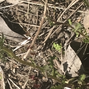 Senecio pinnatifolius var. alpinus at Cotter River, ACT - 6 Dec 2022