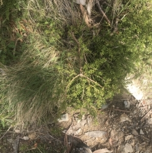 Podocarpus lawrencei at Cotter River, ACT - 6 Dec 2022