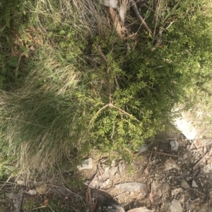 Podocarpus lawrencei at Cotter River, ACT - 6 Dec 2022