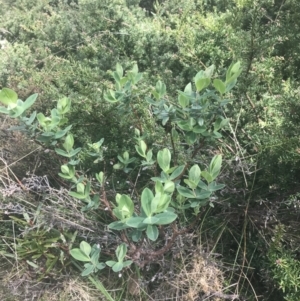 Pimelea ligustrina subsp. ciliata at Cotter River, ACT - 6 Dec 2022